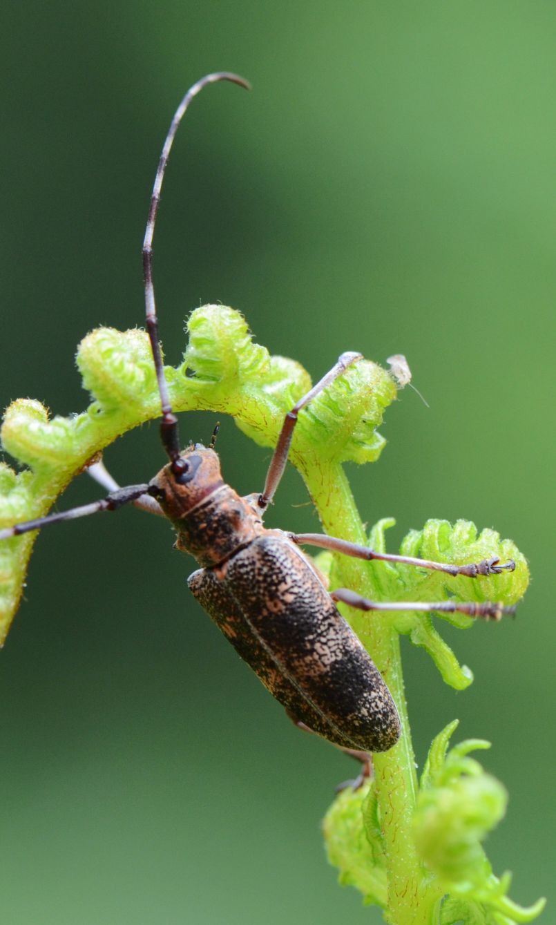 Fort landaise : le nmatode du pin a t repr et identifi dans le sud du dpartement, prs de Seignosse. Le Prfet de Rgion a pris certaines mesures.